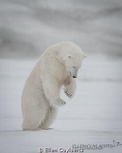 This young male bear attempts to hunt for his first seaso... by Ellen Cuylaerts 